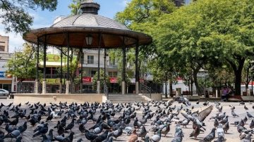 ¿Hay más palomas en Santiago del Estero? Las verdaderas razones detrás de una invasión silenciosa