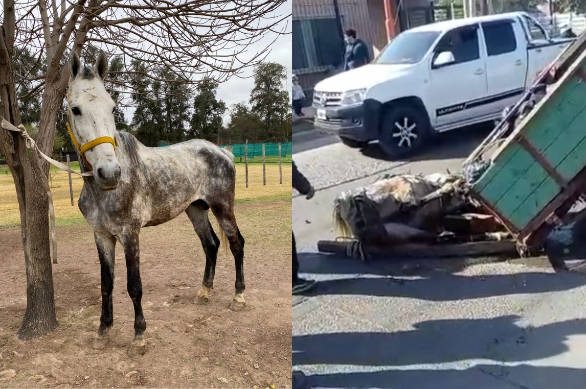 El caballo que se desplomó en Avenida Colón está “desnutrido” y necesitan ayuda para su tratamiento