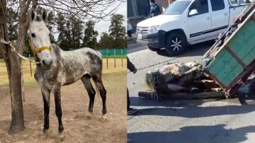 El caballo que se desplomó en Avenida Colón está “desnutrido” y necesitan ayuda para su tratamiento