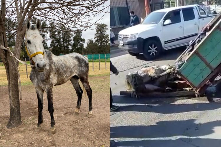 El caballo que se desplomó en Avenida Colón está “desnutrido” y necesitan ayuda para su tratamiento