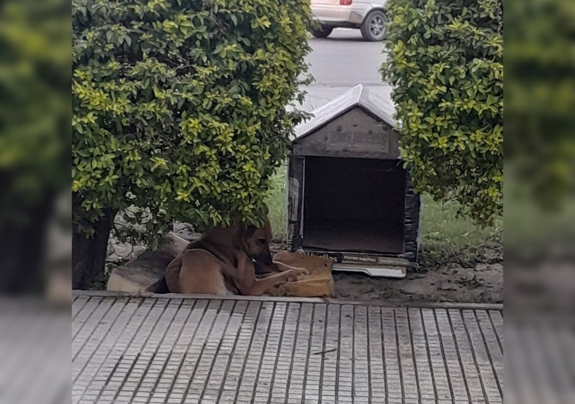 Robaron la cucha que construyeron estudiantes de la ENET N°6 para un perro viejito