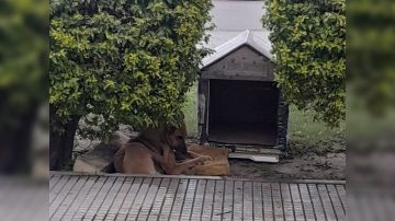 Robaron la cucha que construyeron estudiantes de la ENET N°6 para un perro viejito