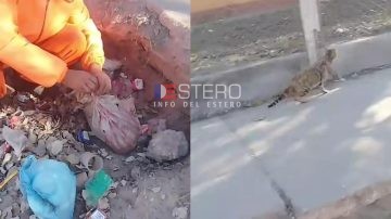 VIDEO | Operarios rescataron a un gato que fue embolsado y arrojado a la basura