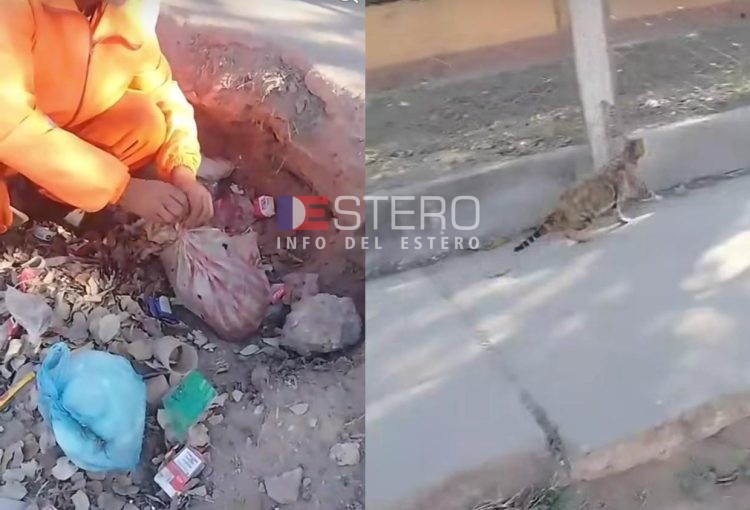 VIDEO | Operarios rescataron a un gato que fue embolsado y arrojado a la basura
