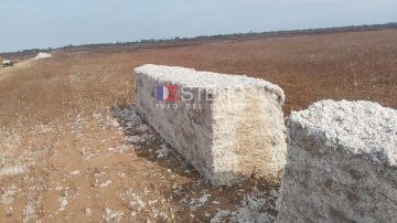 Vilelas: Denuncian la rotura de alambrados para quedarse con la cosecha de algodón de una empresa