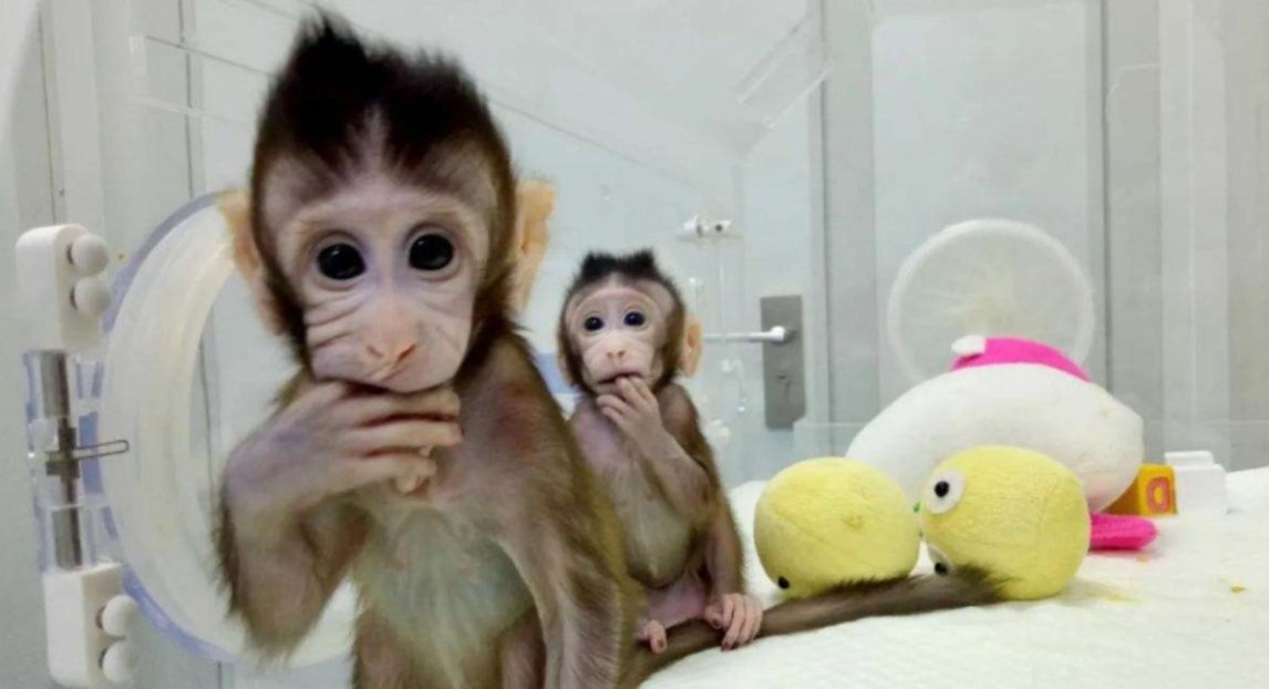 Se disparó el precio de los monos de laboratorio en China: un macaco cuesta hasta 30.000 dólares por la escasez