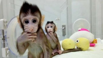 Se disparó el precio de los monos de laboratorio en China: un macaco cuesta hasta 30.000 dólares por la escasez