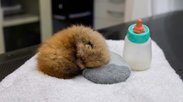Tristeza en un zoológico de Estados Unidos: murieron dos crías de panda rojo
