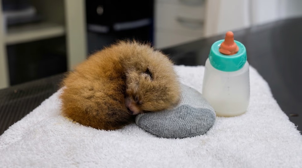 Tristeza en un zoológico de Estados Unidos: murieron dos crías de panda rojo