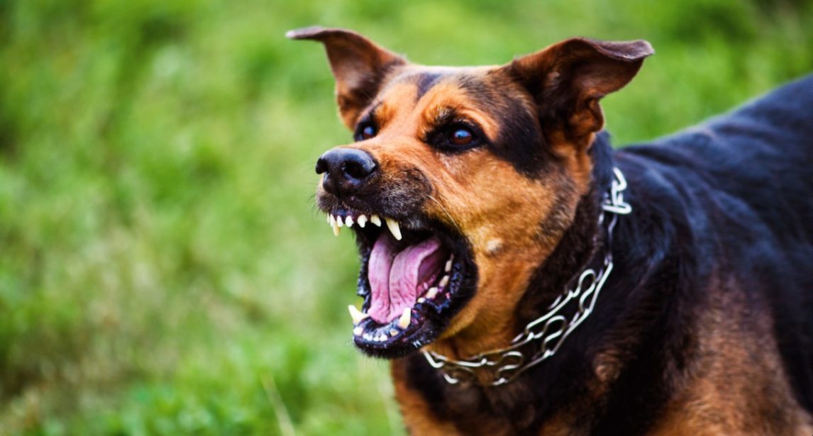 Un mecánico fue atacado por un perro en Sumampa y terminó con 17 puntos de sutura