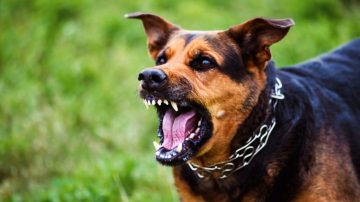 Un mecánico fue atacado por un perro en Sumampa y terminó con 17 puntos de sutura
