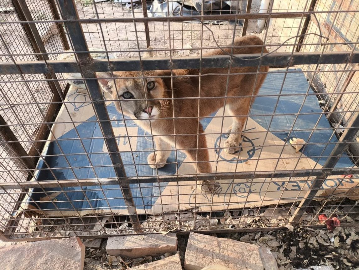 Un incendio en La Banda dejó al descubierto una historia de rescate: los cinco pumas que ya no podrán ser liberados
