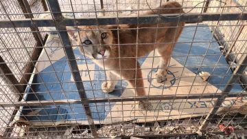 Un incendio en La Banda dejó al descubierto una historia de rescate: los cinco pumas que ya no podrán ser liberados