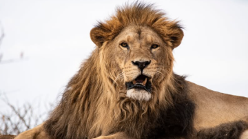 Murió Melena, el león del exzoológico de Santiago que encontró una segunda oportunidad en África