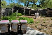 Día de la Pachamama | En diálogo con la Madre Tierra, sentires y pensares del “buen vivir”