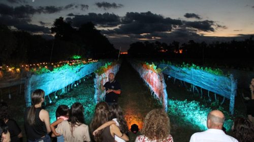 Presentación de la vendimia en Finca María del Pilar